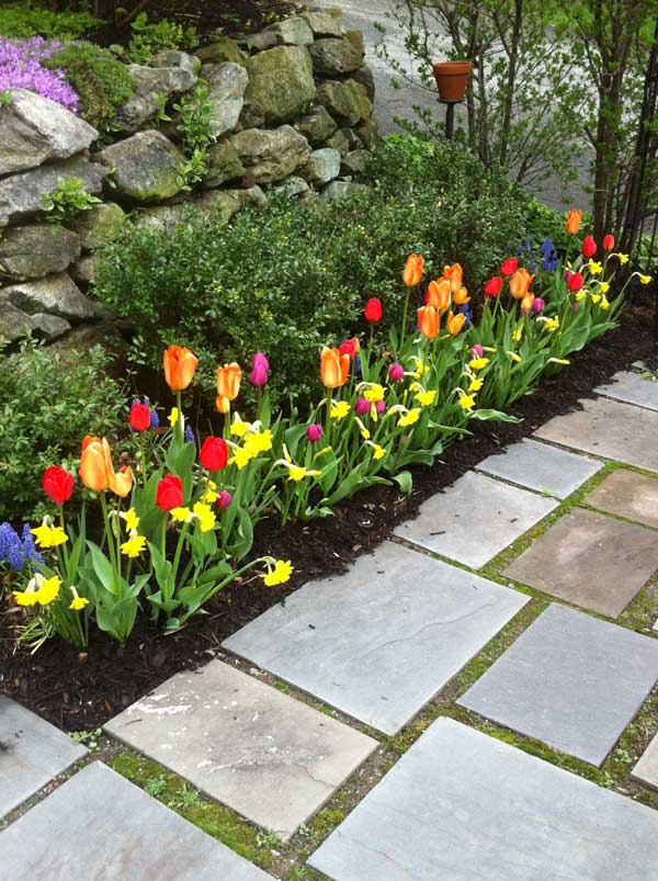 Tulips and path in Montclair NJ