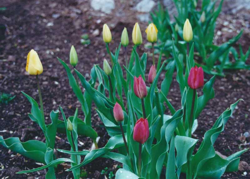 Tulips in Montclair NJ