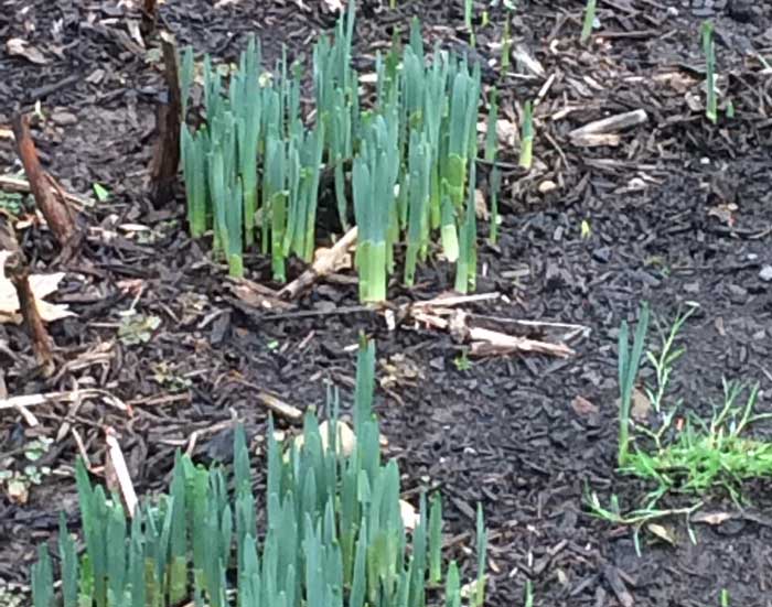 daffodils sprouting in Montclair in winter