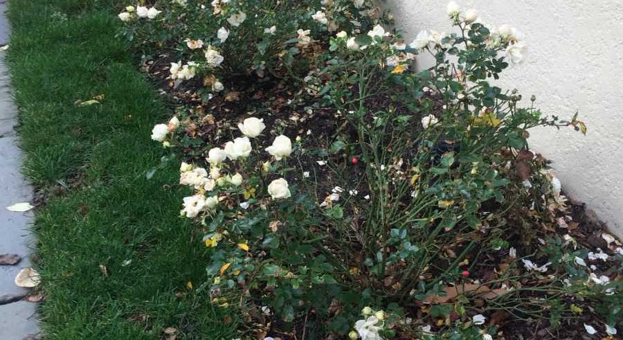 Early Blooming Roses