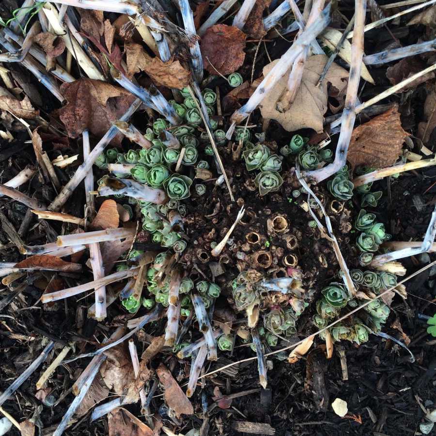 sedum in winter