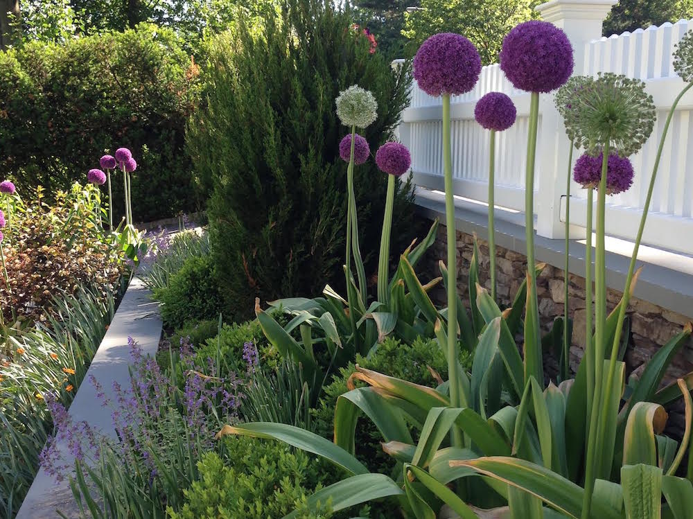 flowers blooming in Montclair NJ garden