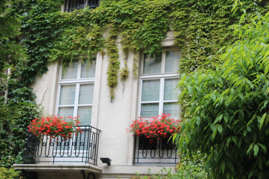 Window Boxes Everywhere in Paris