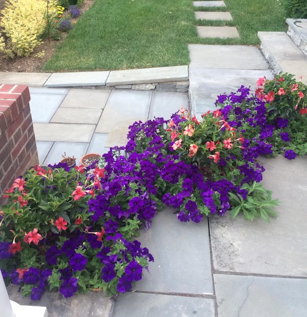 Petunias are a favorite among annual plants