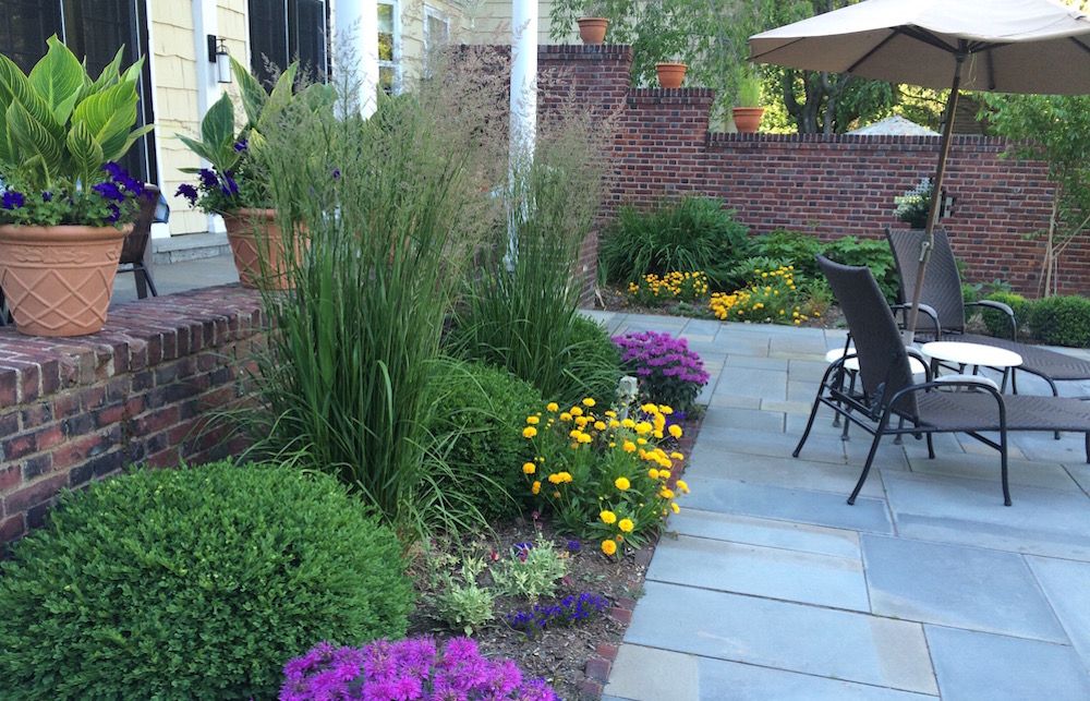 petunias, canna and Lobularia in a backyard garden