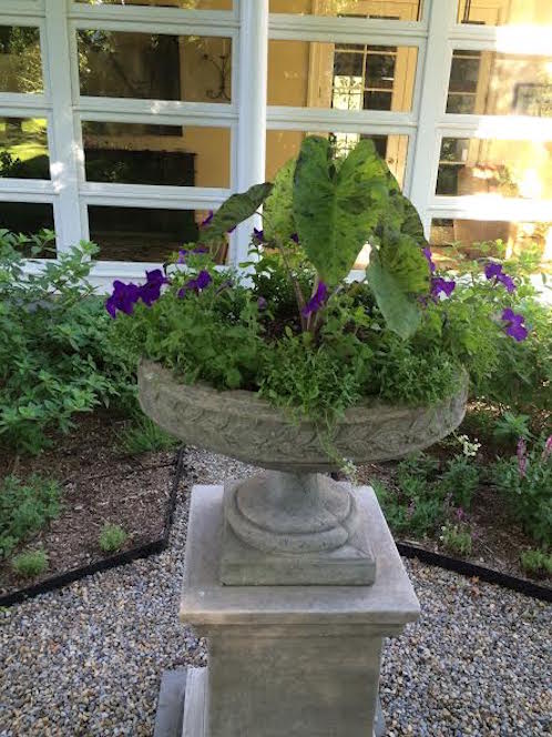 purple flowers in a pot