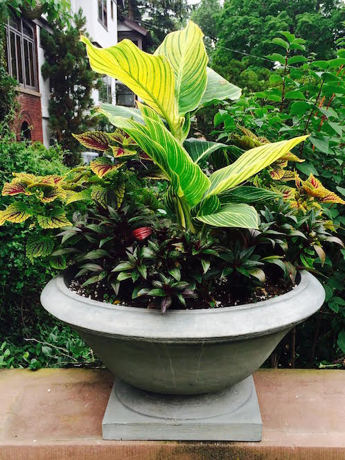 annual plants in a pot