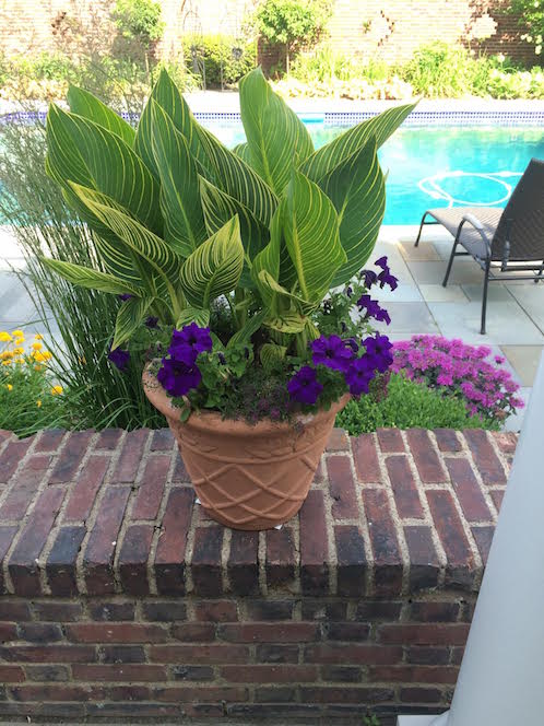 annual flowers arranged in a planter