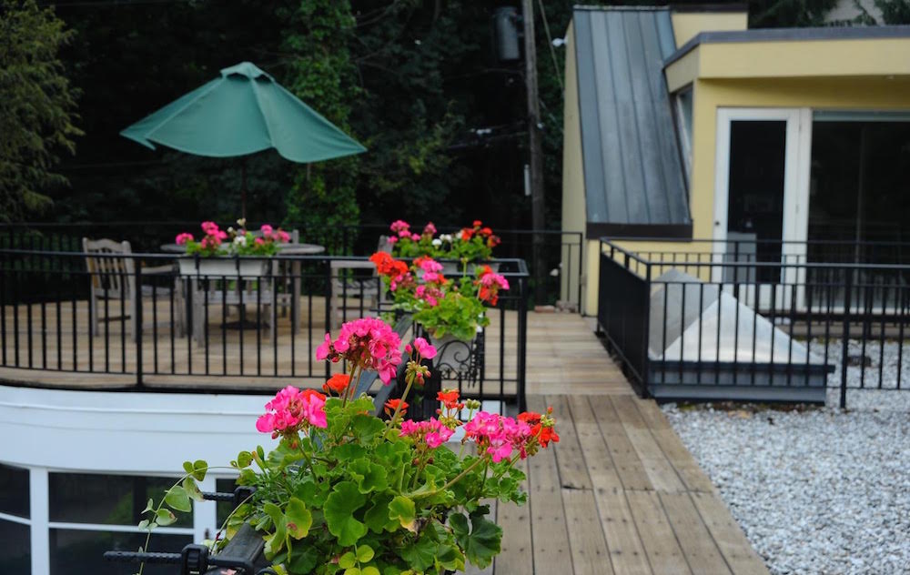 Geraniums in a Montclair, NJ Garden