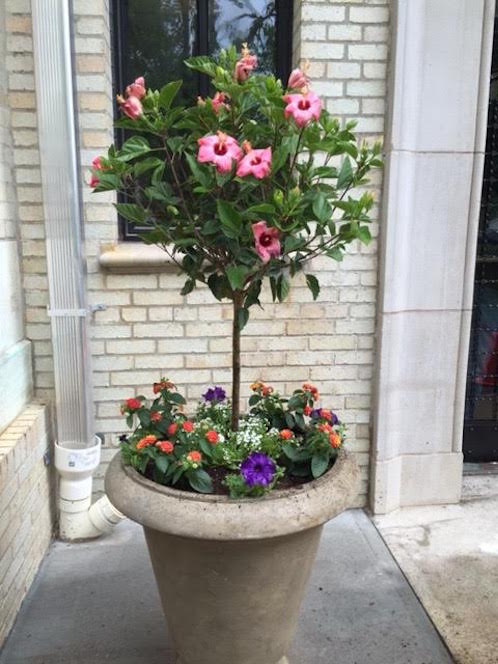 annual flowers arranged in a planter in Montclair NJ
