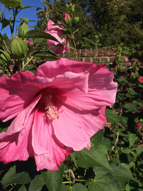 A Montclair NJ landscape designer plants rose mallow in a summer garden