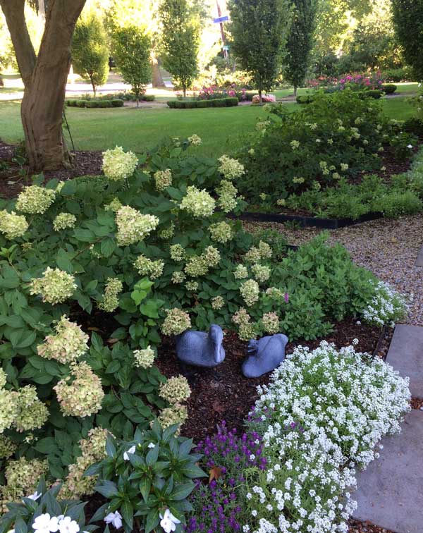 Hydrangea Paniculata “Little Lime”