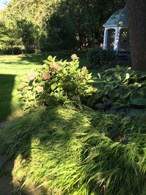 hydrangeas in a garden in summer