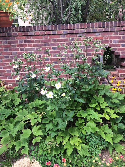 Japanese wildflower in a landscape design