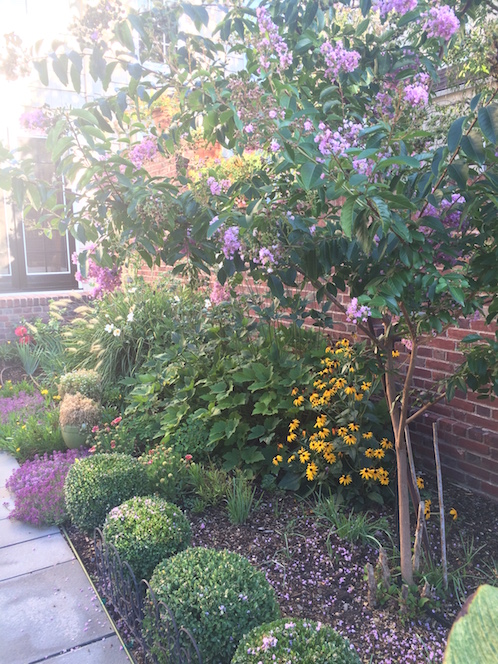 crape myrtle and black eyed Susan bloom in summer