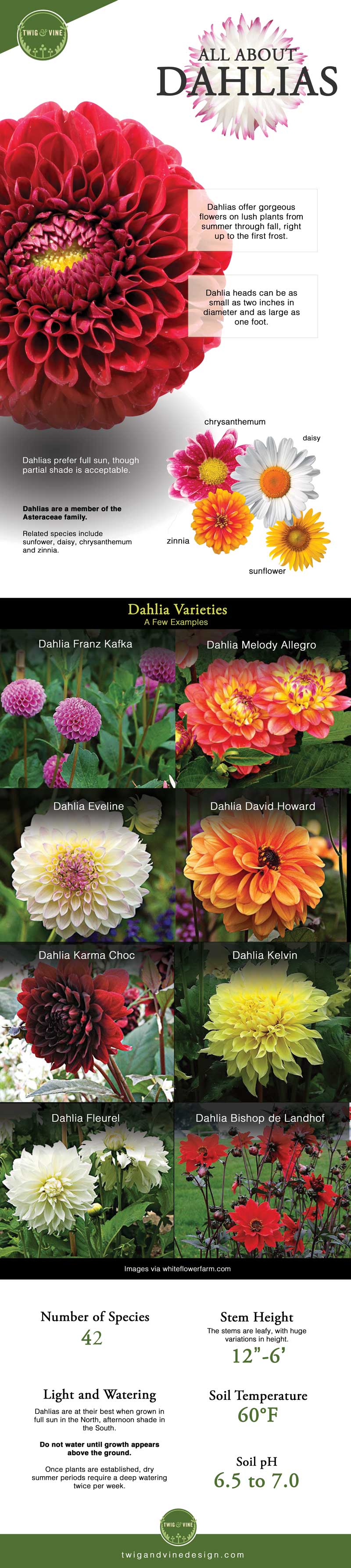 All About Dahlias [Infographic]
