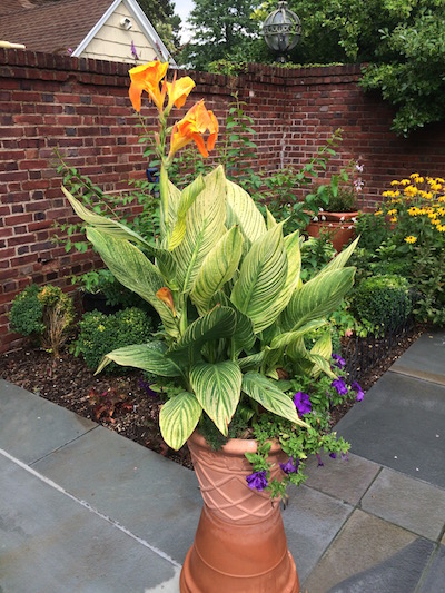 moving potted cannas indoors in the winter