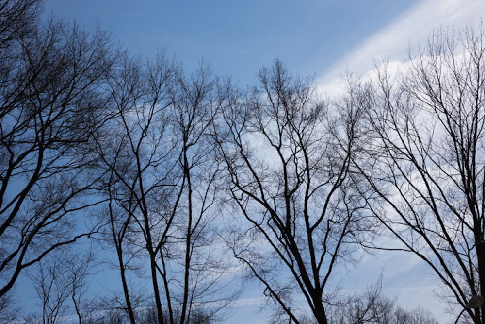 trees against the winter sky