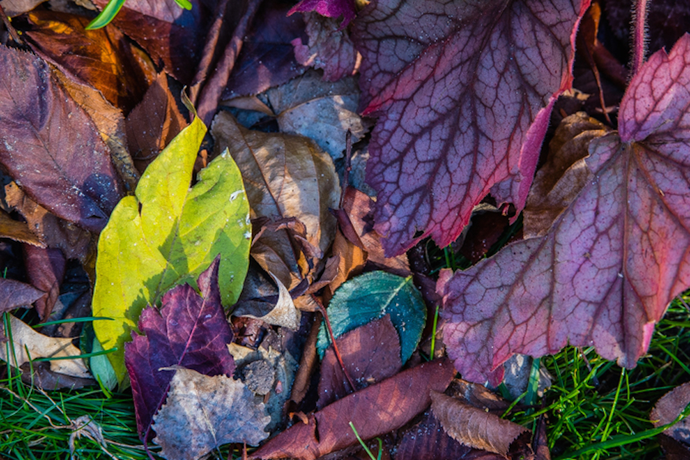 photography by Russell Dian of Heuchera leaves capturing the beauty of winter