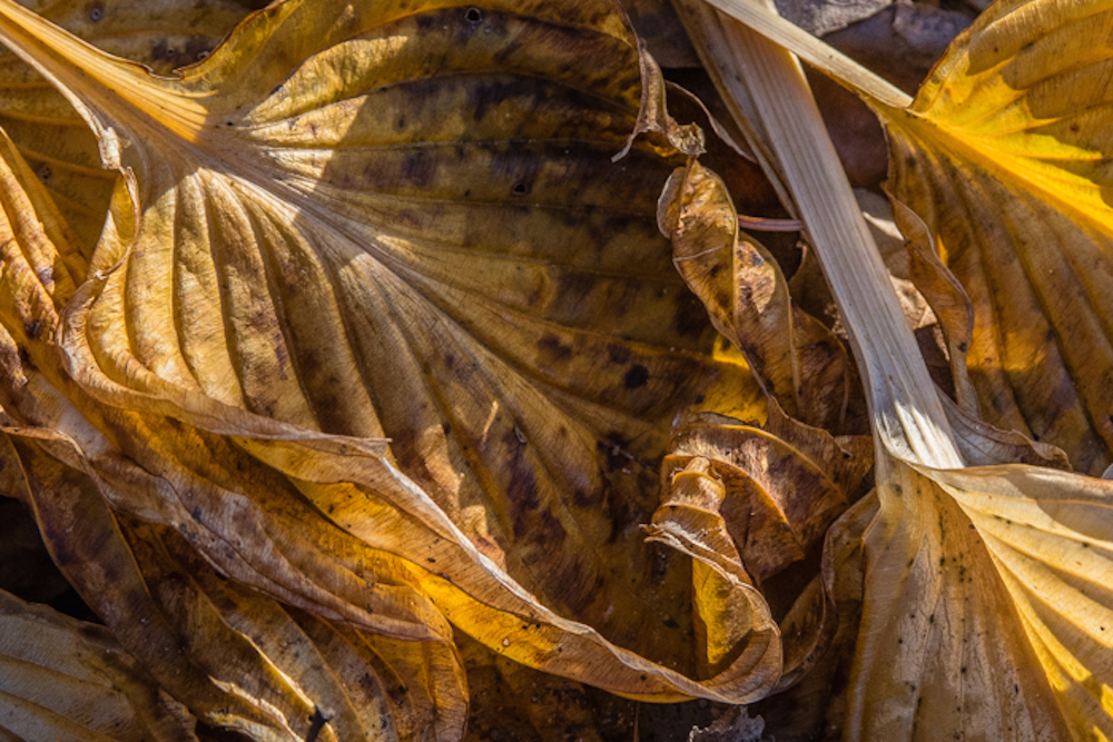 leaves at the end of peak foliage season getting ready for winter