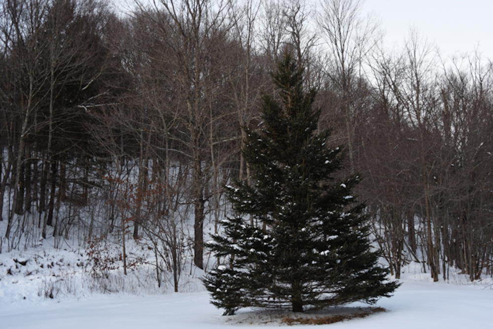 an evergreen tree covered in snow in winter