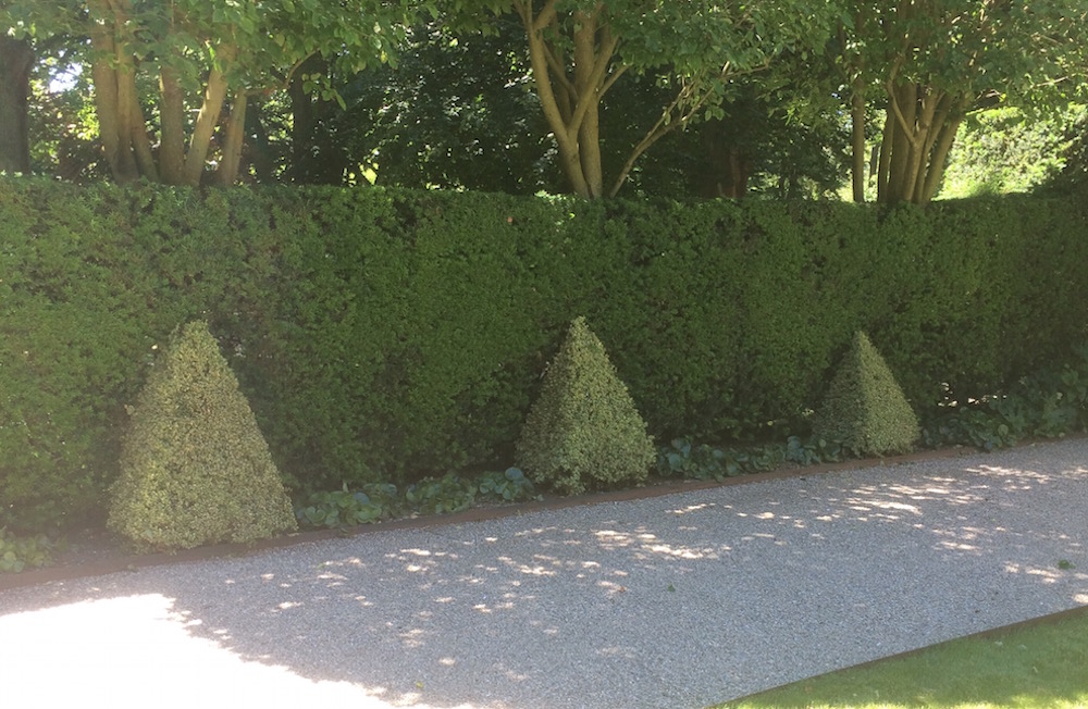 evergreen hedges pruning