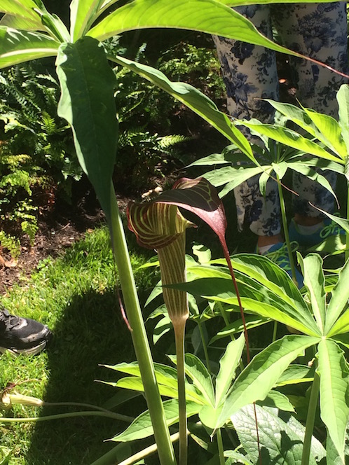 jack in the pulpit plant