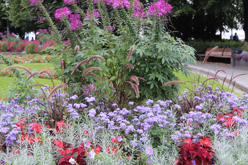 A Montclair NJ landscape designer explores the flowers in Norway