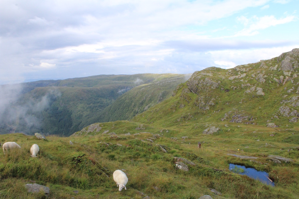 Grazing sheep on a mountain in Norway