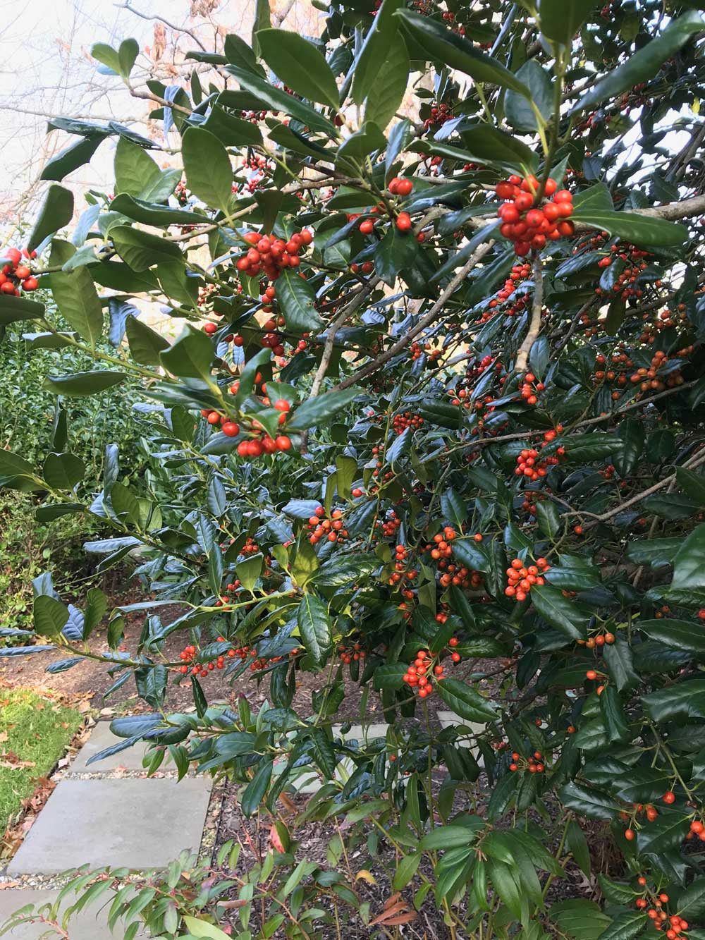 Holly Berries