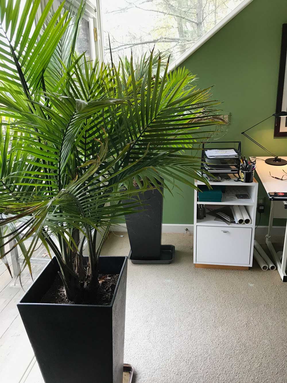 Palms-in-the-Office