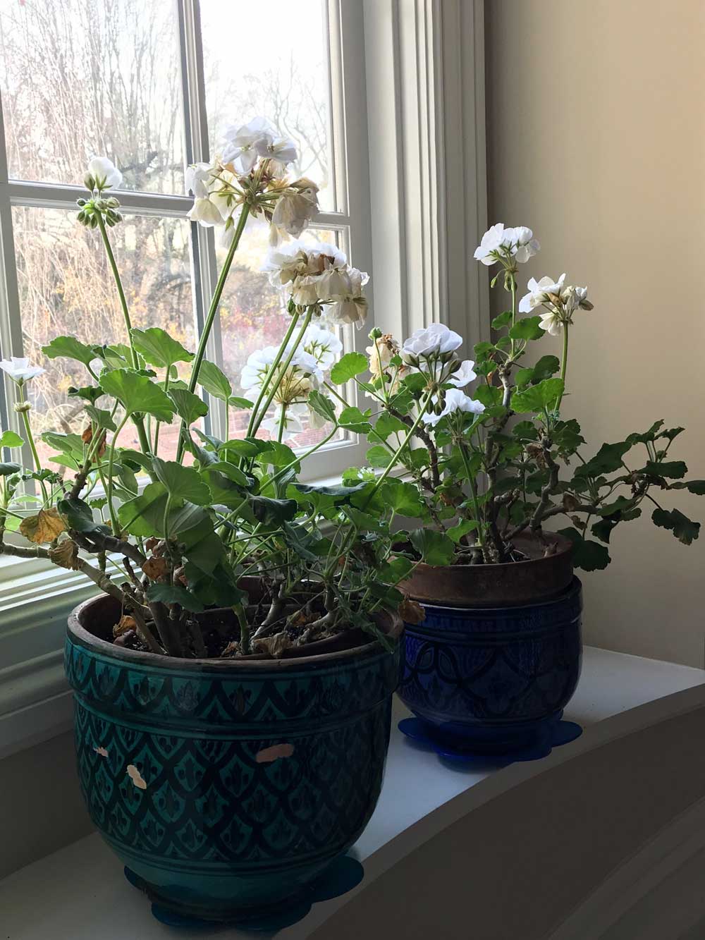 White Geranium