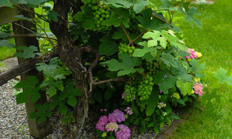 Grapevines