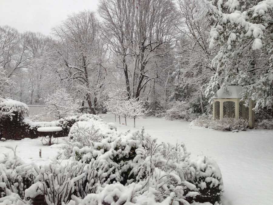 Snow-covered Garden