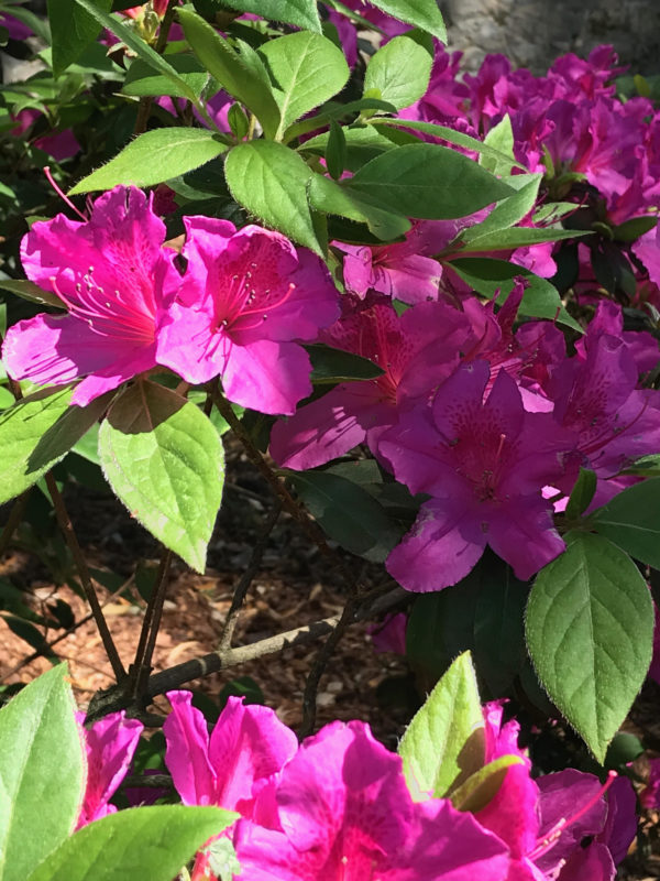 azaleas