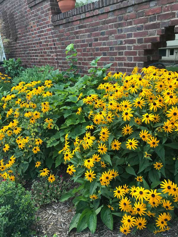 Black Eyed Susans