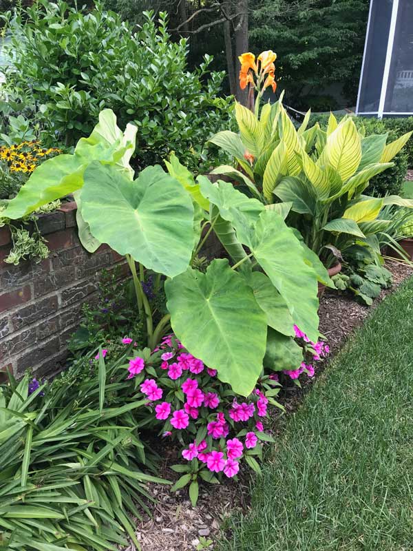 Elephant Ears