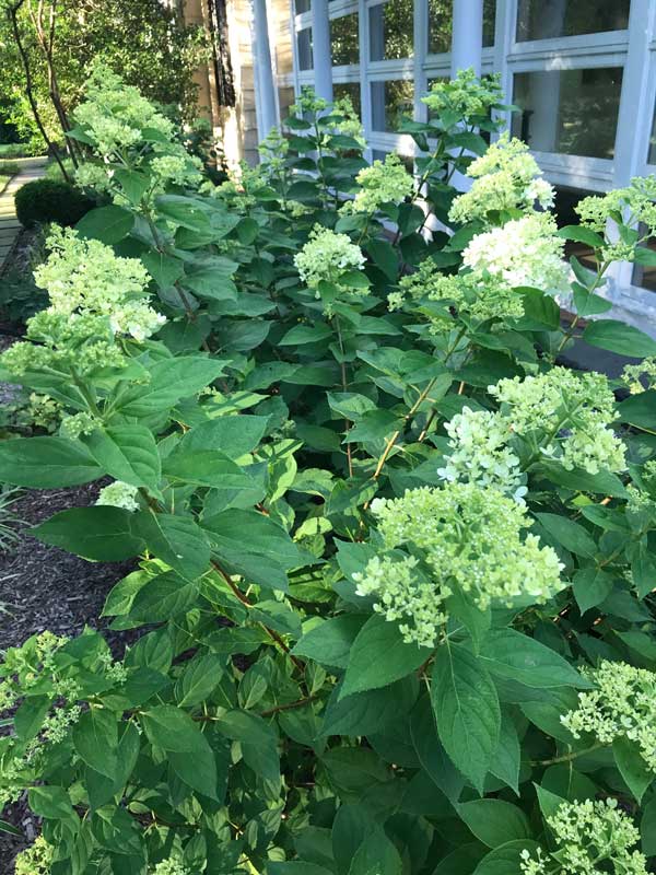 Hydrangea Lime Light