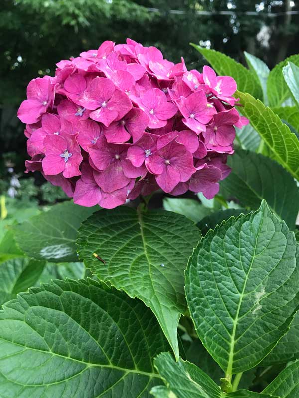 Hydrangea Macrophylla