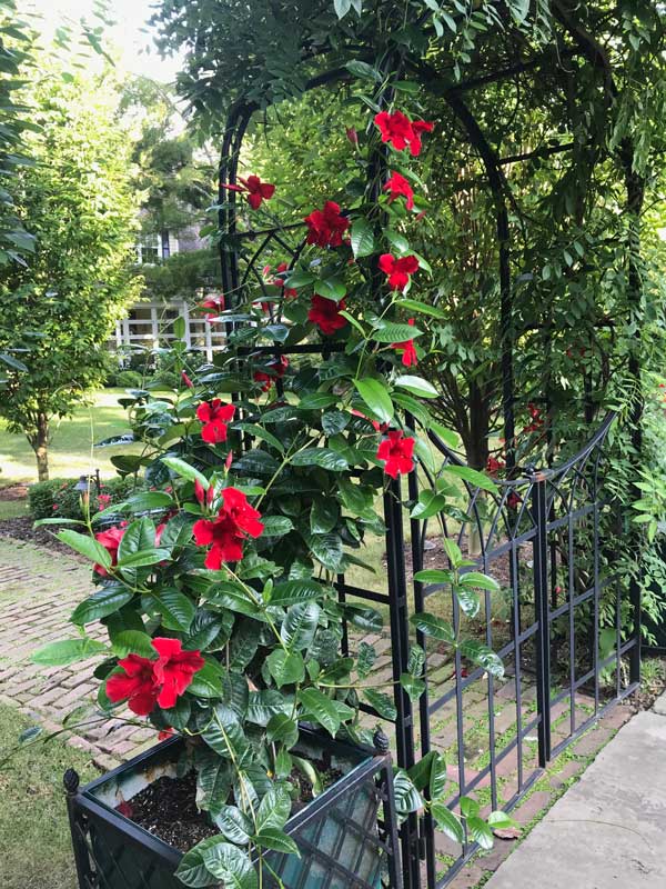 Mandevilla Vine