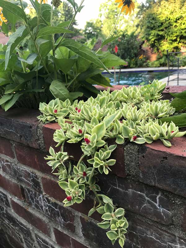 Mandevilla Flower