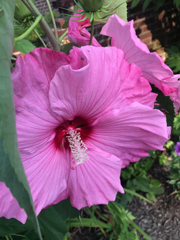 Rose Mallow