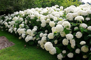For the Love of Hydrangeas