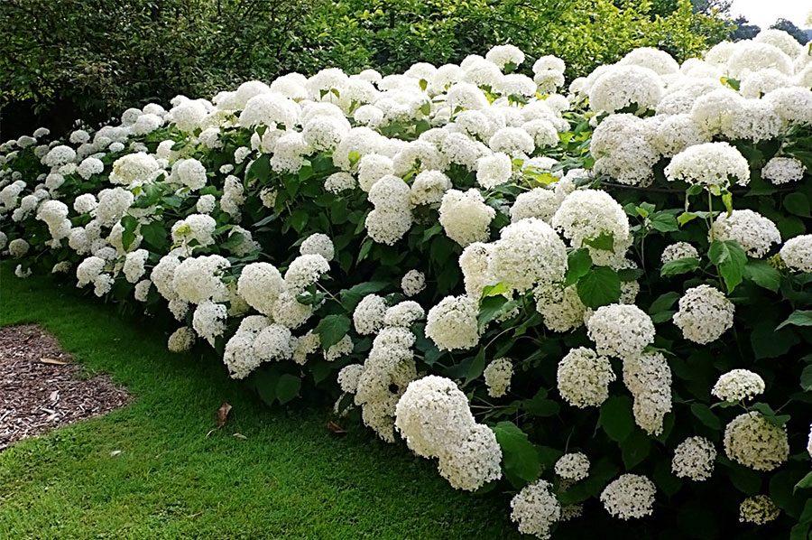 When Do Hydrangeas Bloom in NJ?: Seasonal Guide