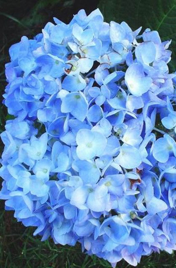 blue hydrangeas twig and vine design