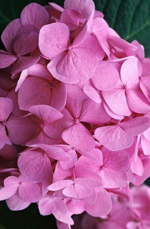 pink hydrangeas twig and vine design