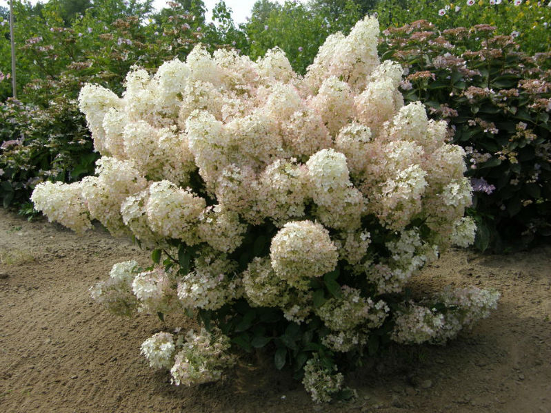 Bobo Hydrangea