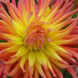 For the Love of Dahlias