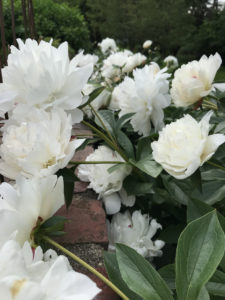 The Mighty Yet Fragile Peony